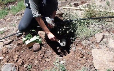 Hidrogeles agrícolas – ¿Qué son?