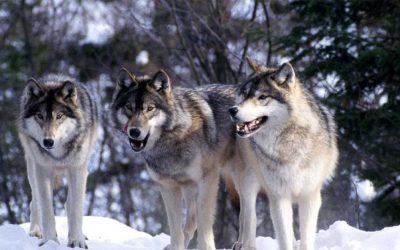¿Cómo pueden los lobos cambiar el curso de un río?