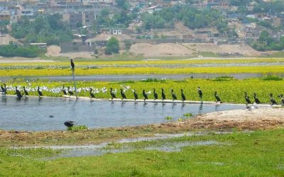Científico peruano logra descontaminar importante laguna de Huaral
