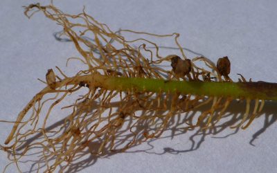 Hidrogeles agrícolas – ¿Cómo funcionan?