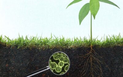 ¿Qué es la Agricultura Regenerativa?